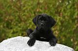 CANE CORSO 855